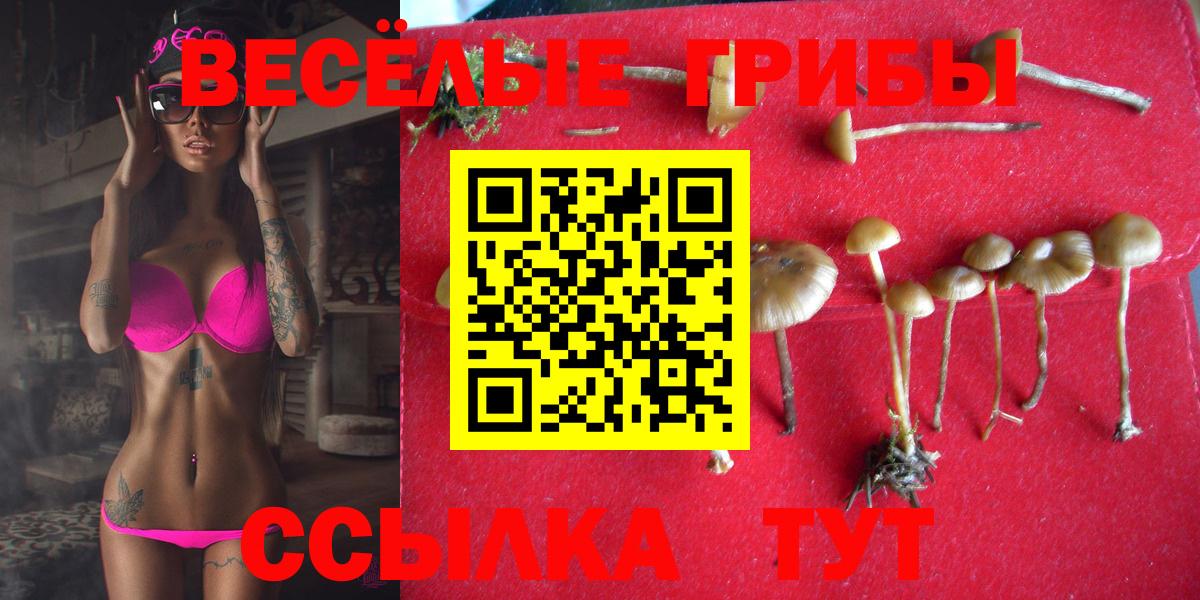 Знаменск  где продают   Вход с VPN  Галлюциногенные грибы Psilocybe 